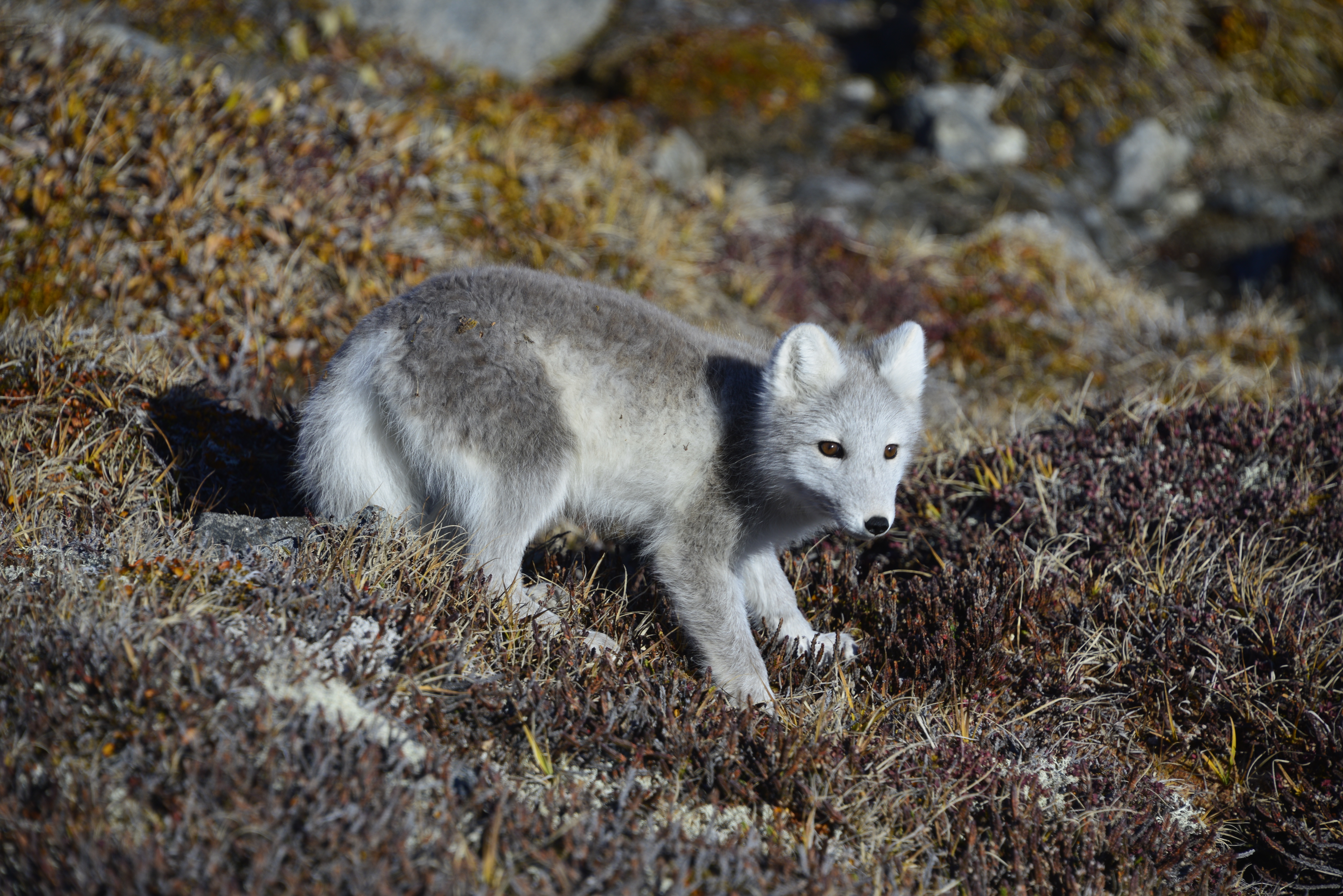 An Arctic fox gingerly makes it way down a slope on the tundra at Sunneshine Fjord, ever watchful for larger, carnivorous Arctic wildlife.