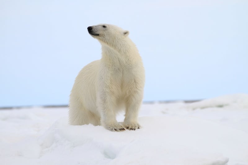 A polar bear catches a scent in the crisp Arctic air, as witnessed by Quark passengers en route to the North Pole.