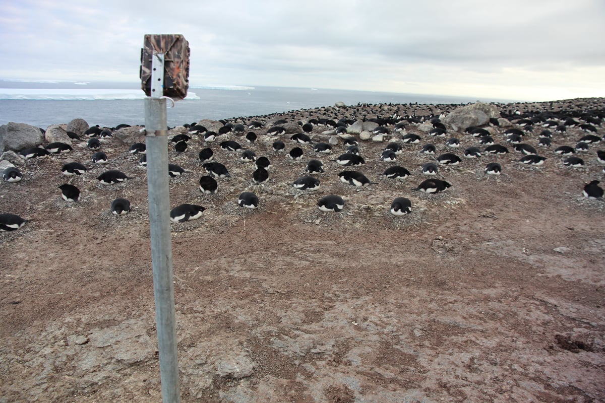 Timelapse camera overlooking Adelie penguins