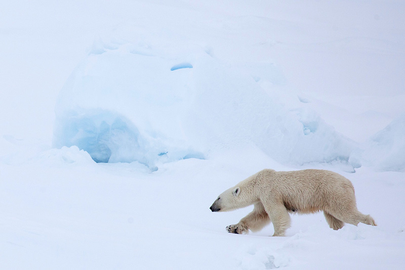 Polar Bear by Samantha Crimmin