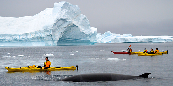 Quark passengers kayak an icy polar bay as a whale pops up to say hello.