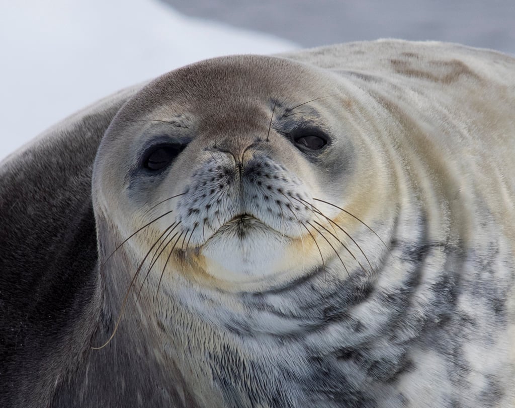 Weddell Seal- Photo Barbara Davis