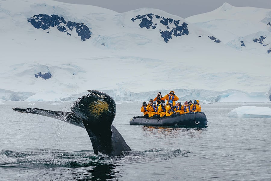 Passengers spot a whale fluke while on a zodiac cruise. Photo: David Merron