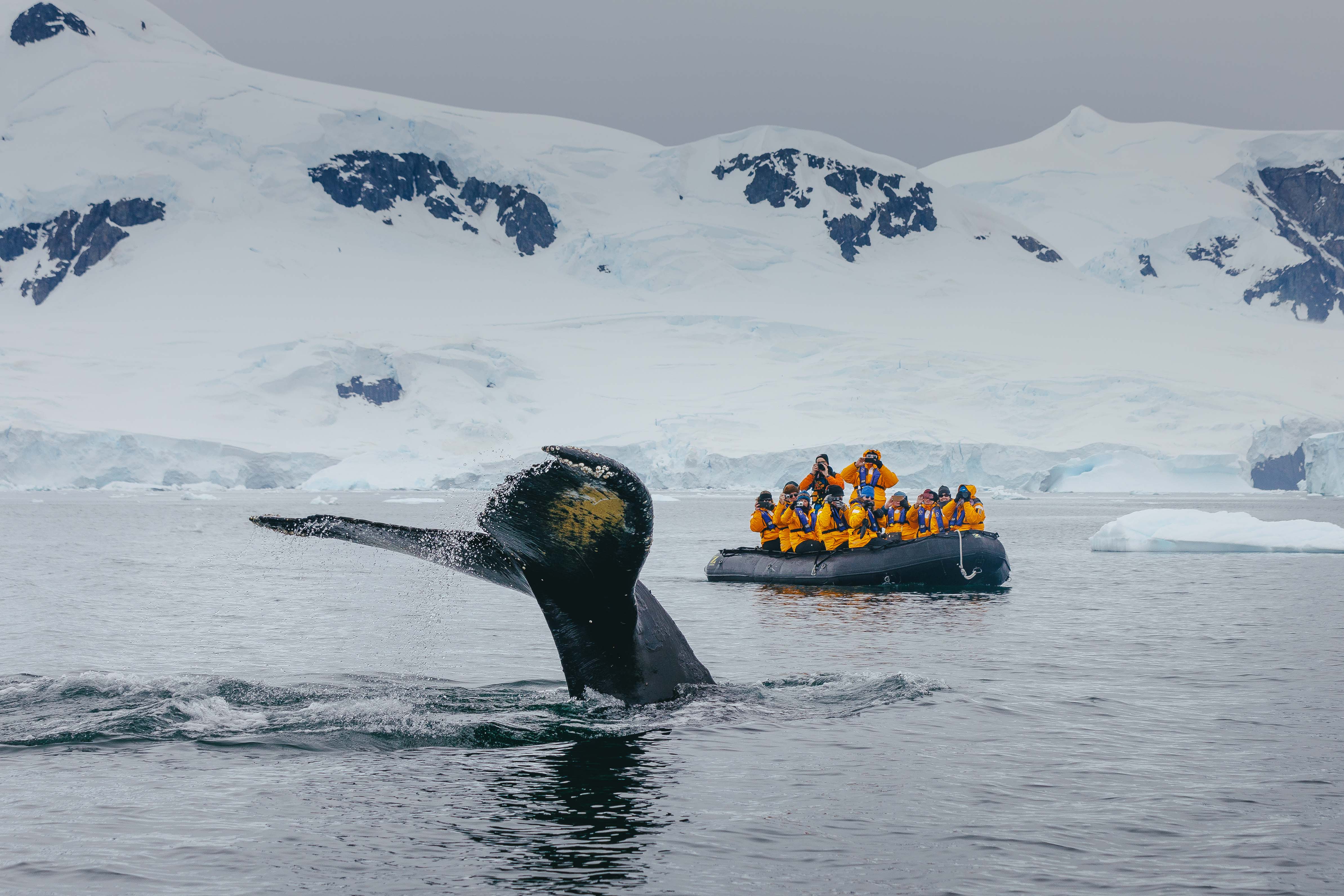 Passengers Zodiac cruise near a whale in the Antarctic peninsula 