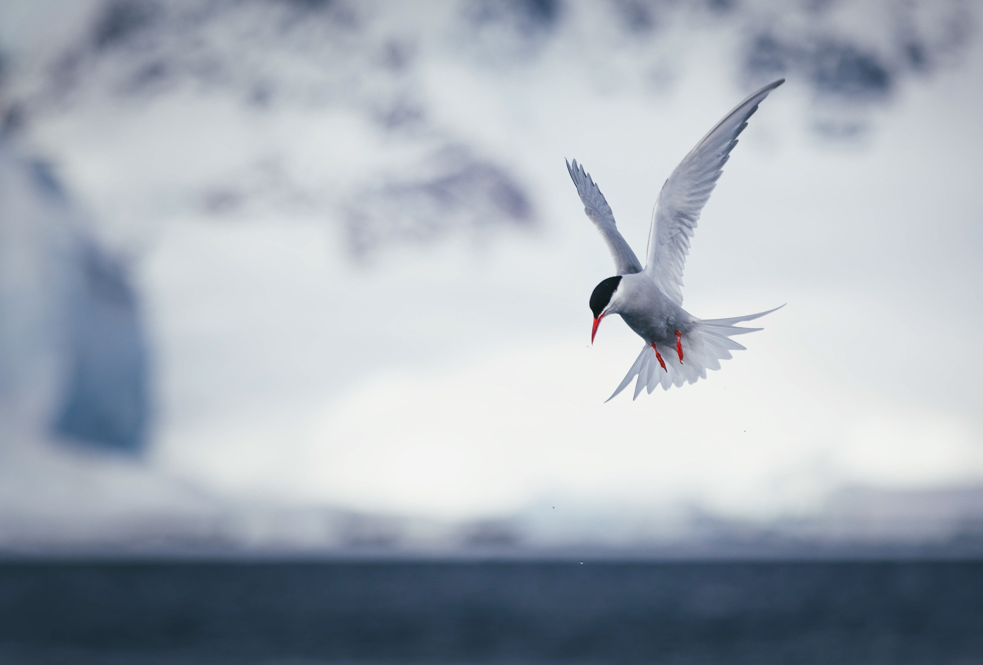 Antarctic Tern pictured in the Antarctica Peninsula. Photo: David Merron