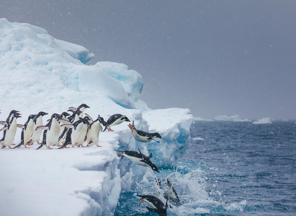 Adelie penguins jumping into water - Photo by Dave Merron