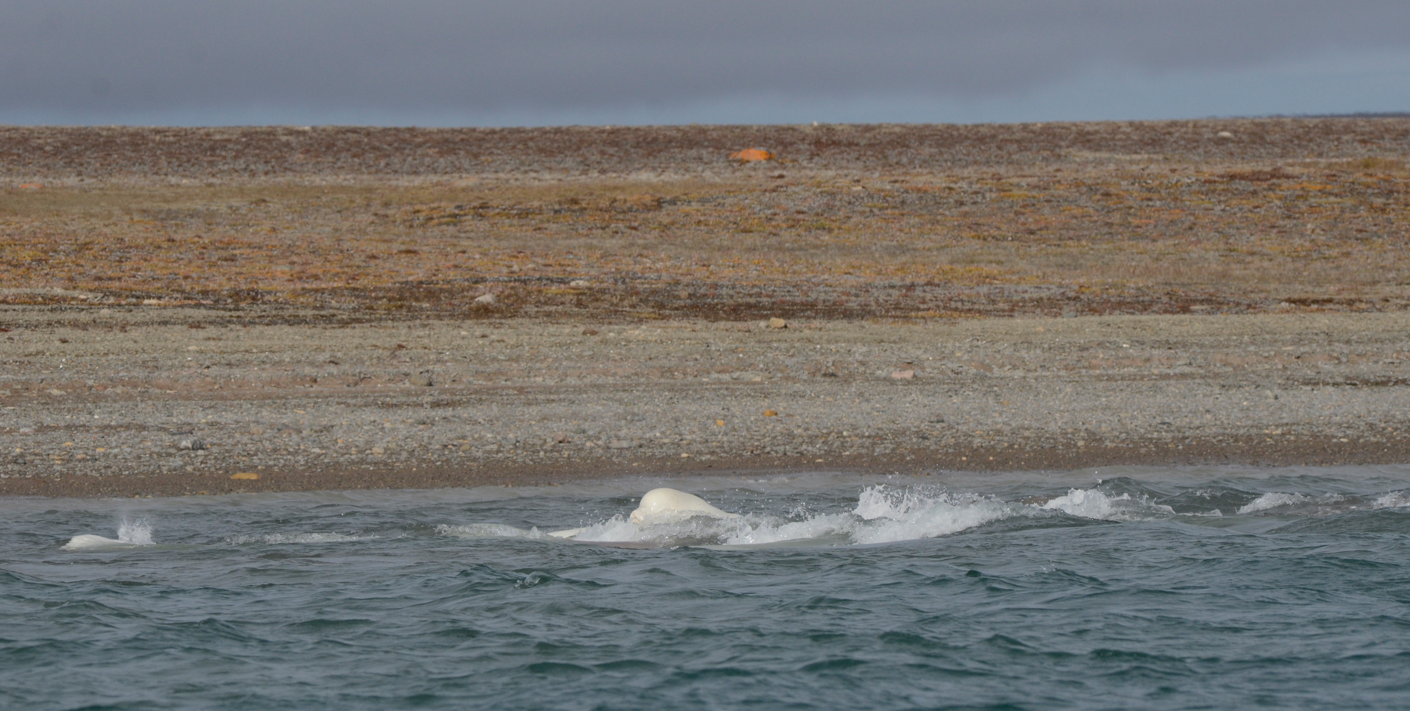 Dozens of belugas show off for Arctic cruise passengers.