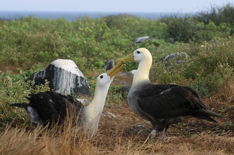 albatrosses.jpg