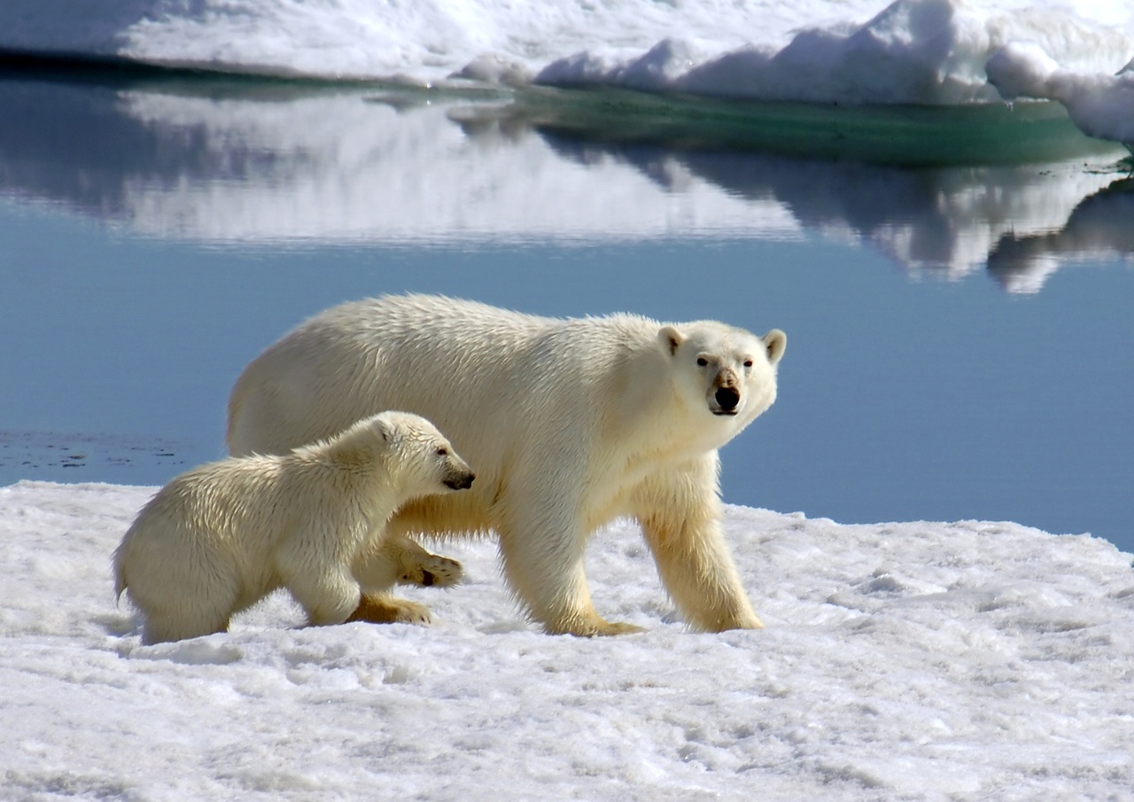 A polar bear cub tries to keep up as his mother prowls a Spitsbergen ice floe for ringed seal. Photo: Alexander Kutskiy