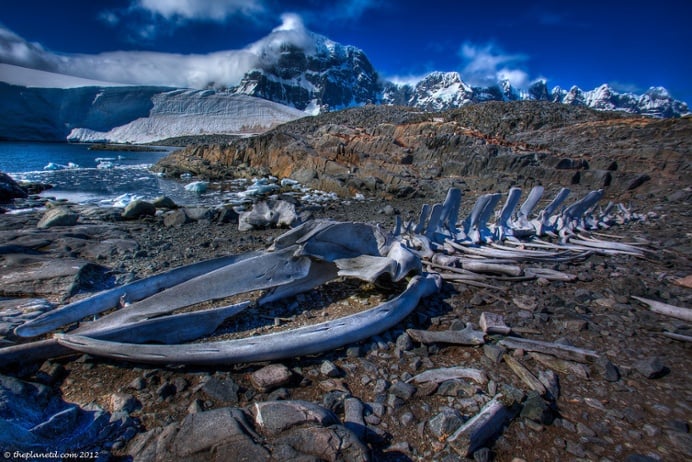 Whale bones set against a spectacular backdrop in Antarctica.