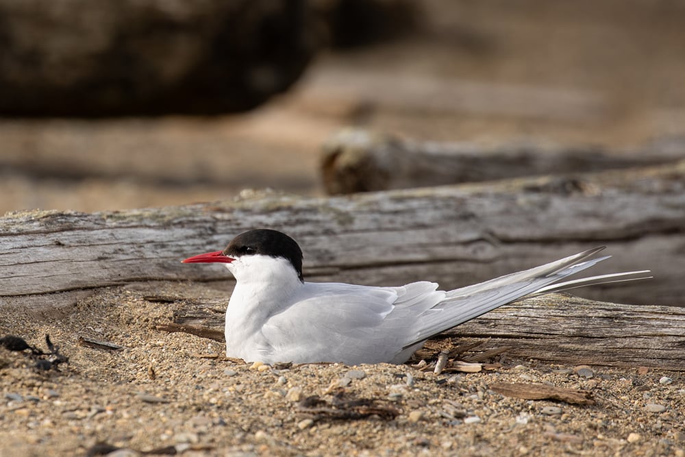 rctic terns&apos; annual migratory route ranges from 44,000 to 59,000 miles . Their migration is the longest of any bird species on the planet.
