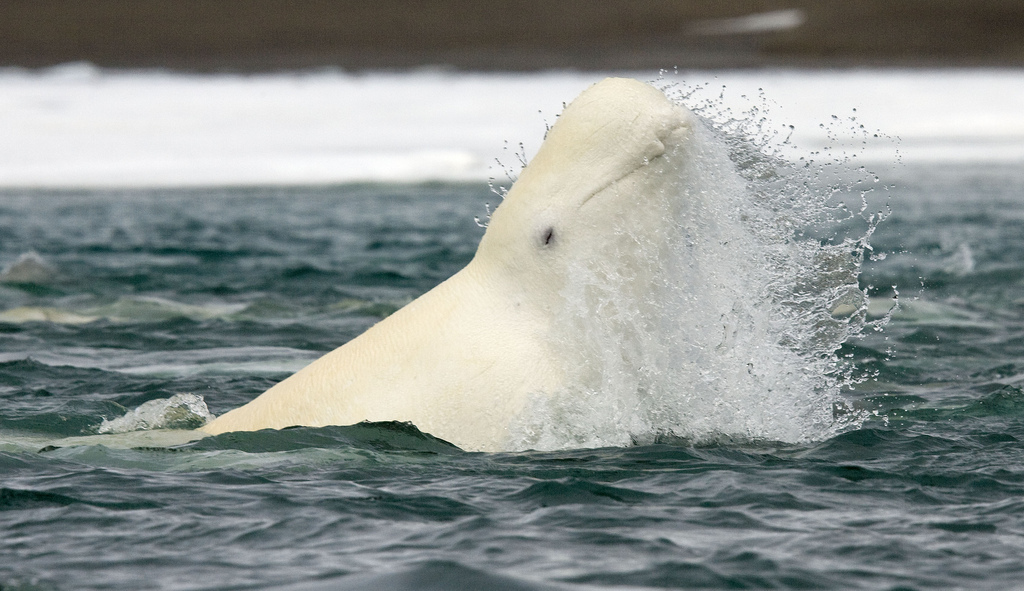 A playful beluga whale breeches in the Cunningham Inlet near Arctic Watch Wilderness Lodge.