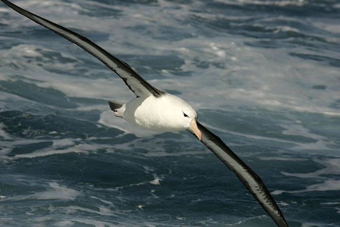 black-browed-albatross