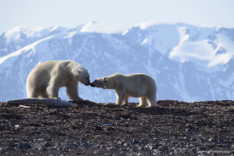 Polar bears in Svalbard touch noses in this photograph captured by a Quark Expeditions passenger.