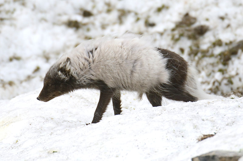 An Arctic fox prowls the tundra.