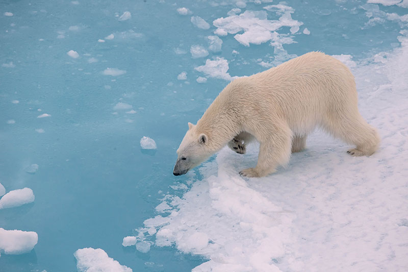 Polar bears rely on sea ice to move around the Arctic, hunting for seals.