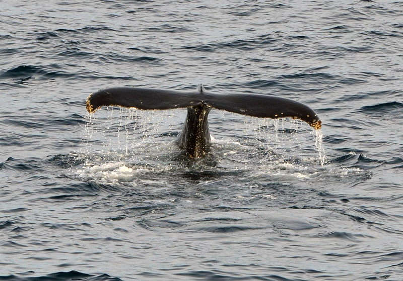Spot humpback whales. Photo Credit: Quark Passenger
