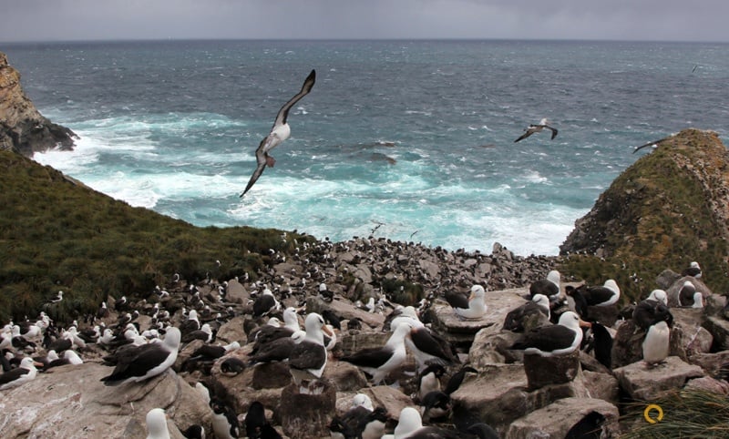 Albatross nesting area West Point Island