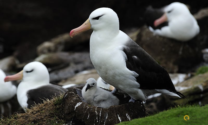 Nesting Albatross and chick - Photo by Quark Passenger