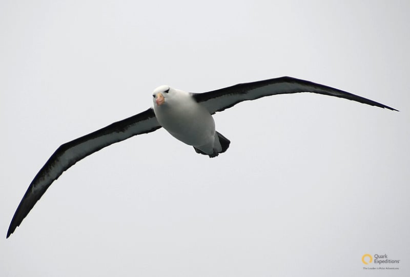 Albatross in flight - Photo credit: Ian Robertson