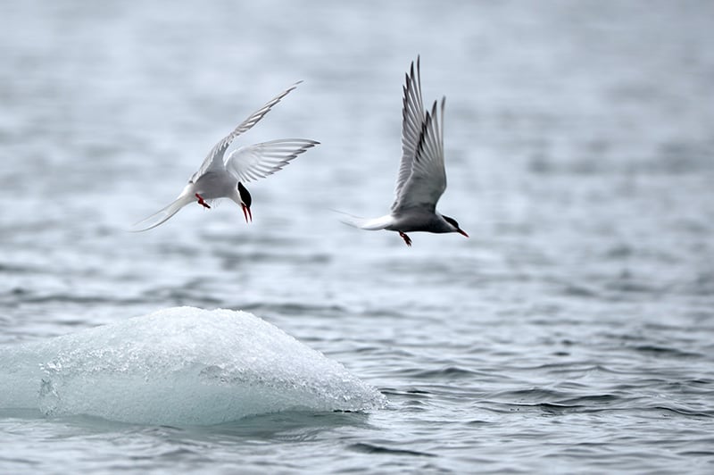  Arctic Terns - by Stephen Dean