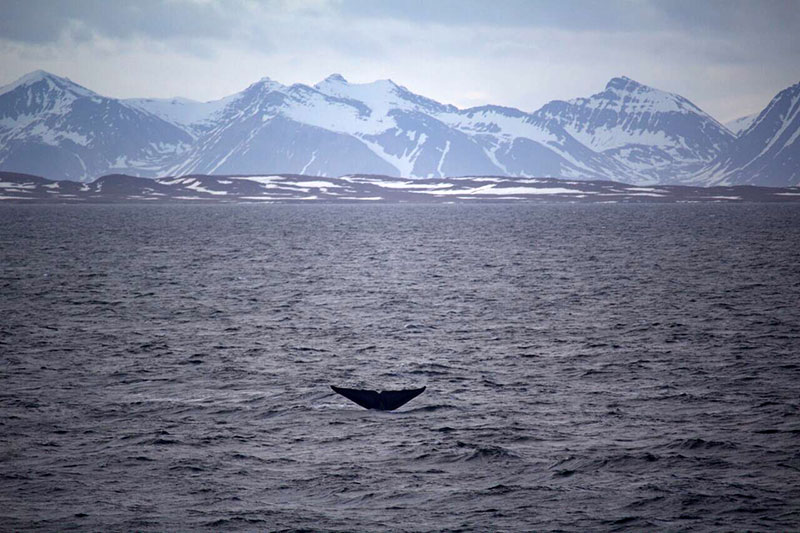 Blue Whale spotted in Svalbard. Photo credit: Caroline Kerrigan 