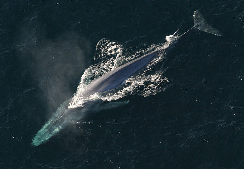A blue whale, rarely seen on Arctic expeditions.