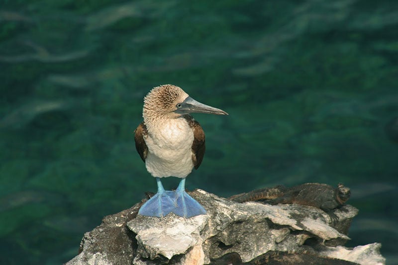 Blue-footed Booby - Photo credit: Ecuador’s Ministry of Tourism