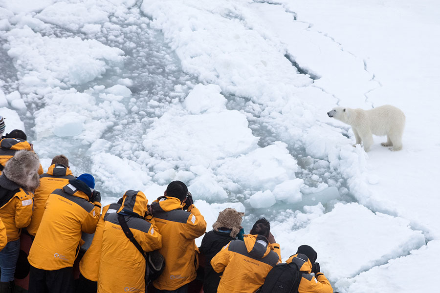 A polar bear spotted from the ship - Photo Credit: Samantha Crimmin