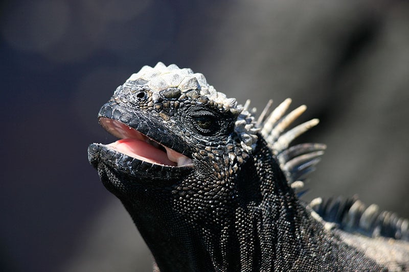 Iguana in the Galapagos - Photo credit: Quasar