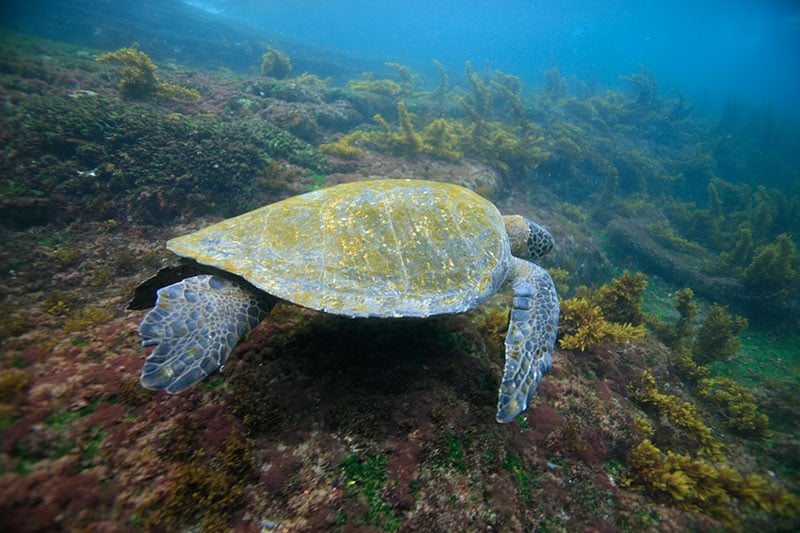 Sea turtle in the Galapagos - Photo credit: Quasar