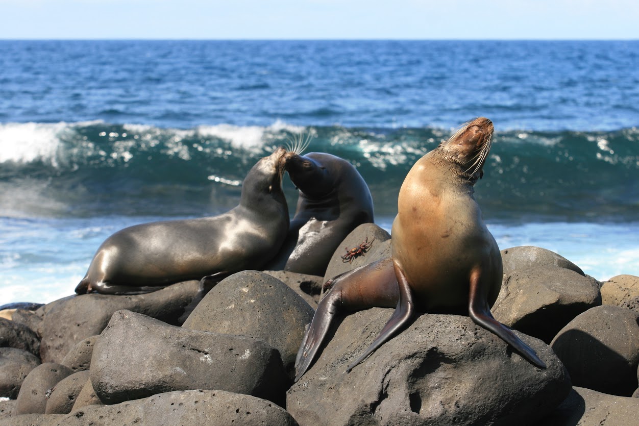 Galapagos sea lions - Photo credit: Ecuador’s Ministry of Tourism