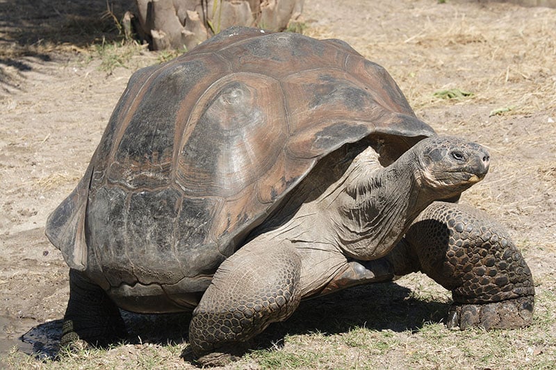 &quot;Galapagos giant tortoise Geochelone elephantopus&quot; by Mfield, Matthew Field, http://www.photography.mattfield.com - Own work. Licensed under CC BY-SA 3.0 via Commons - https://commons.wikimedia.org/wiki/File:Galapagos_giant_tortoise_Geochelone_elephantopus.jpg#/media/File:Galapagos_giant_tortoise_Geochelone_elephantopus.jpg