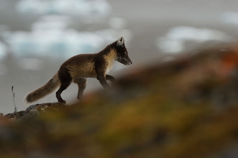Arctic Fox - Photo Credit: Graham McKane