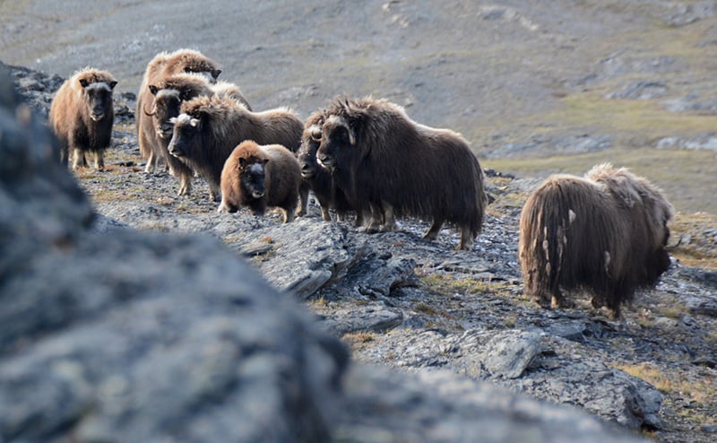 You might see muskoxen in Alpefjord, a part of the Segelsällskapets between the Vikingebrae and the Gully Glacier, is also within the stunning Northeast Greenland National Park.