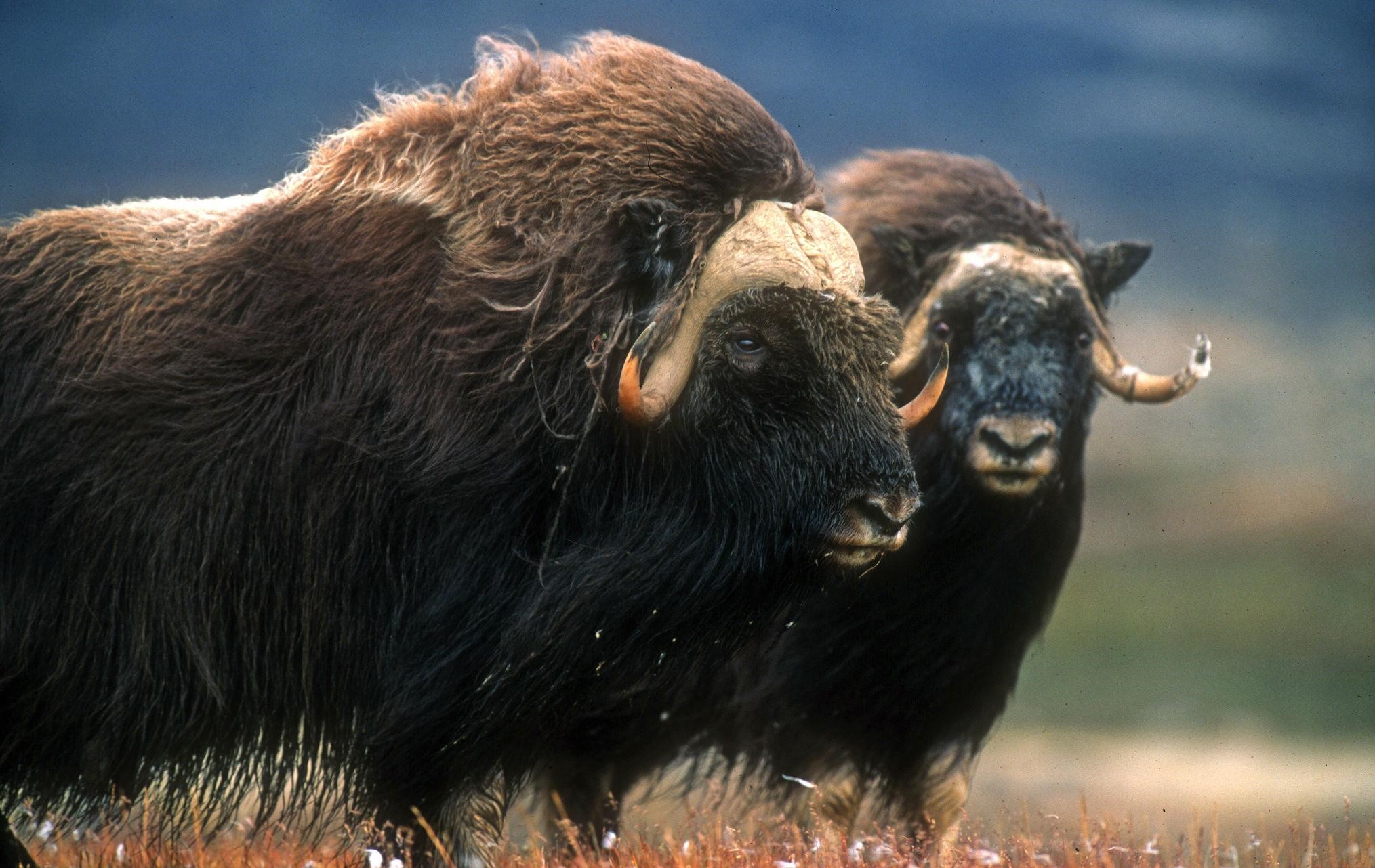 Greenland&apos;s muskoxen are a fantastic find for wildlife lovers and photographers.