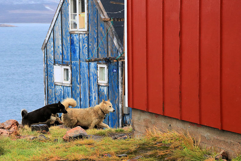 Greenland dogs in Ittoqqortoormiit. Photo credit: Yukun Shih 