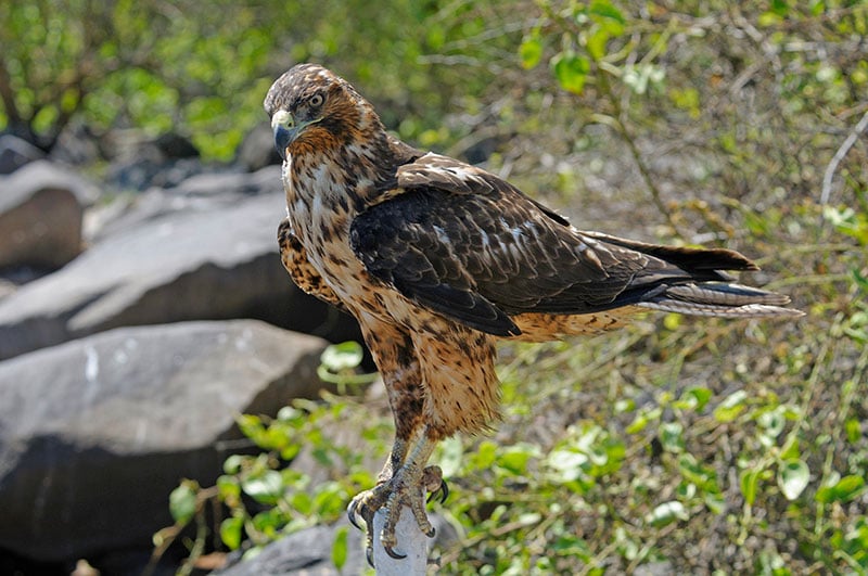 Galapagos Hawk - Photo credit: Chris Hornaman
