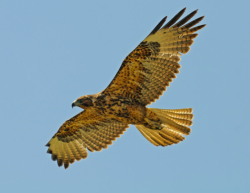 Galapagos Hawk in flight- Photo credit: Chris Hornaman