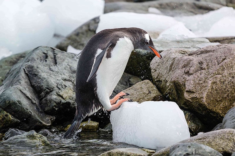 Gentoo penguin Photo Credit: Kellie Netherwood
