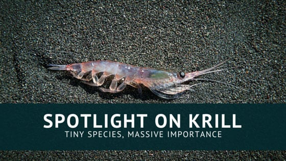 Spotlight on Krill