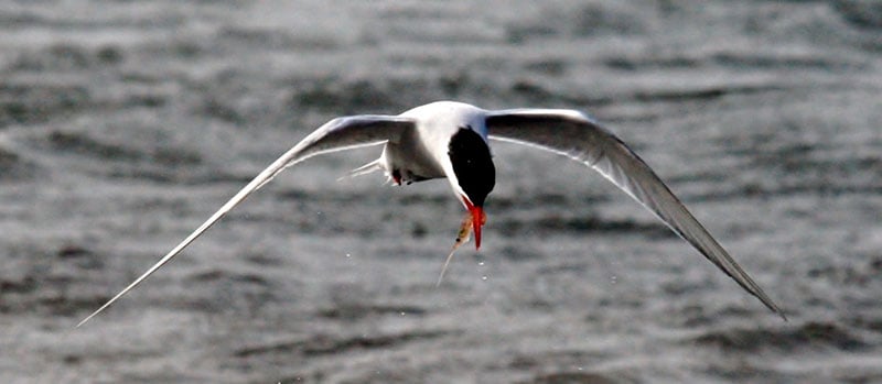 Antarctic Tern with krill