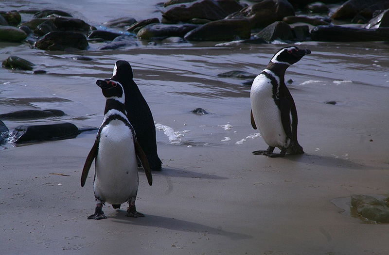 Magdalena Island is home to some 120,000 Magellanic Penguins