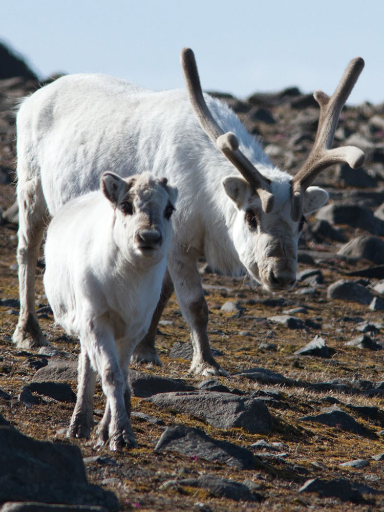 A reindeer and her calf, pictured in Spitsbergen by an Arctic expedition passenger