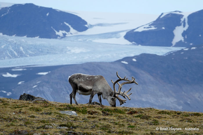 A reindeer in Spitsbergen - Photo Credit: Brian Haynes - 2015