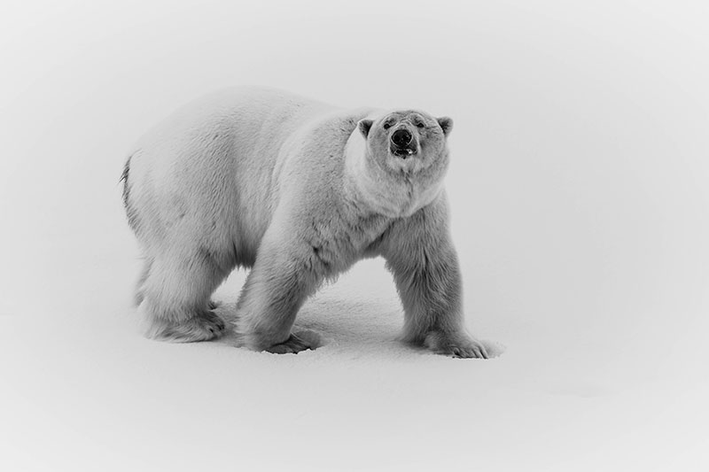 Polar Bear - Photo credit: Samantha Crimmin
