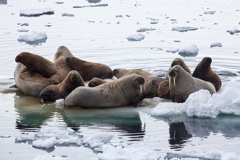 Hauled-out walrus congregate on the ice, as spotted by passengers en route to the North Pole.