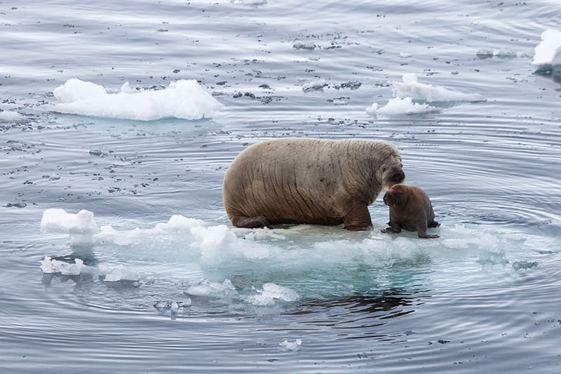 A female walrus keeps close watch over her calf, spotted here on a summer expedition in the Arctic. Photo credit: Sam Crimmin