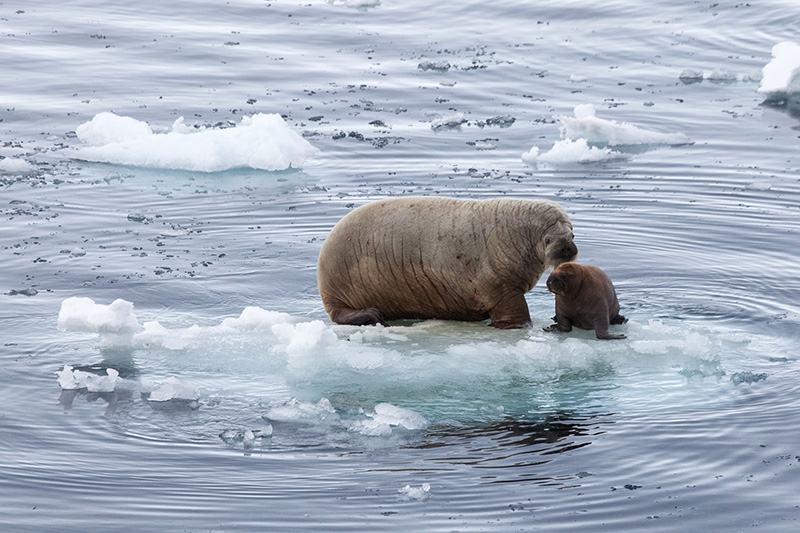 Female walrus and calf -  Franz Joseph Land - by Samantha Crimmin