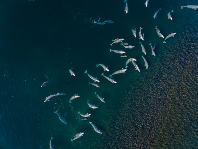 Belugas at Cunningham Inlet. Photo credit: Liang Jiangchuan